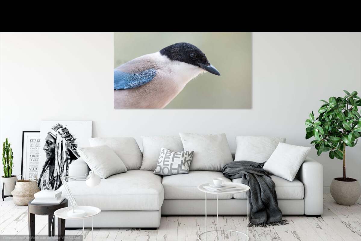 azure-winged magpie