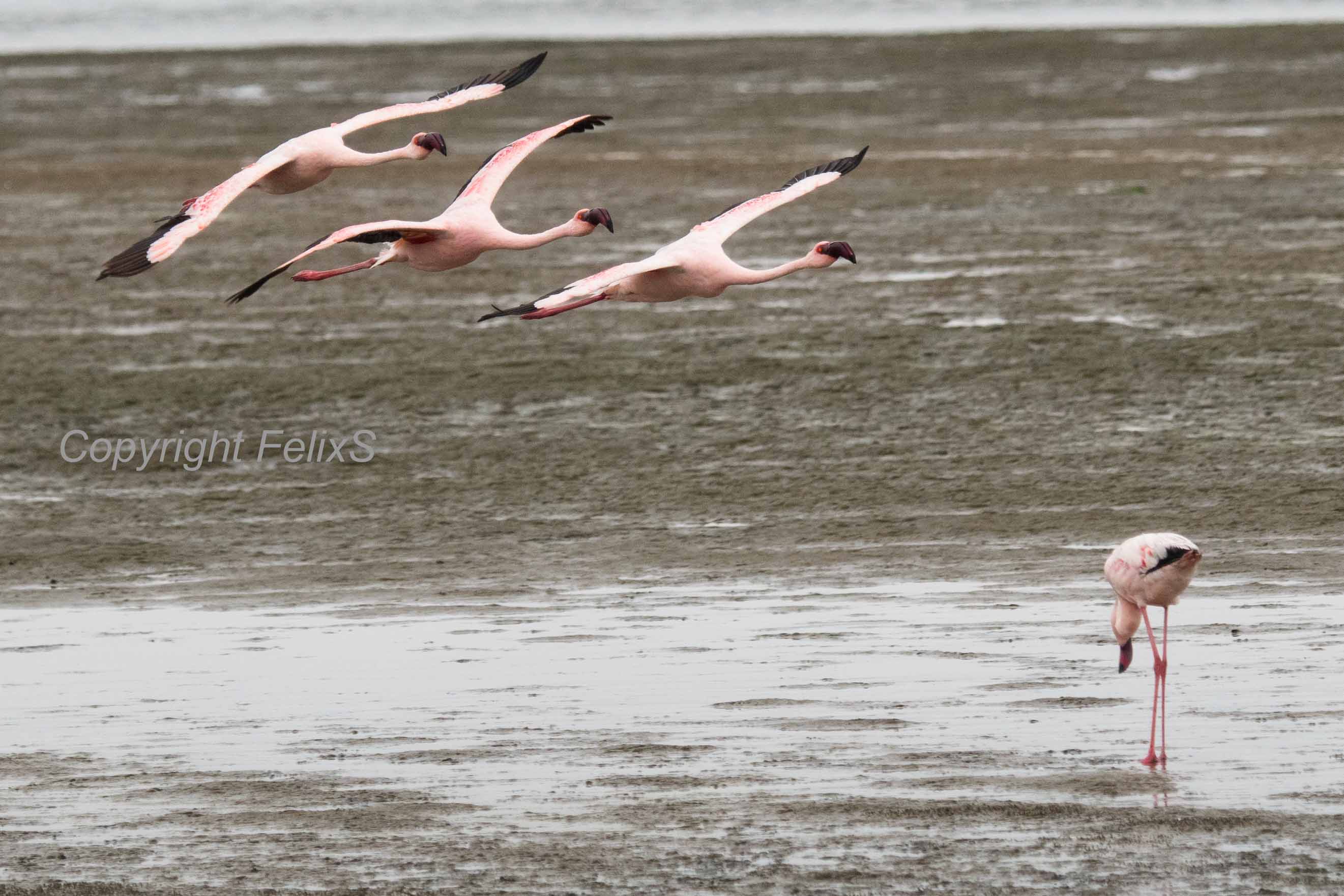 kleine flamingo