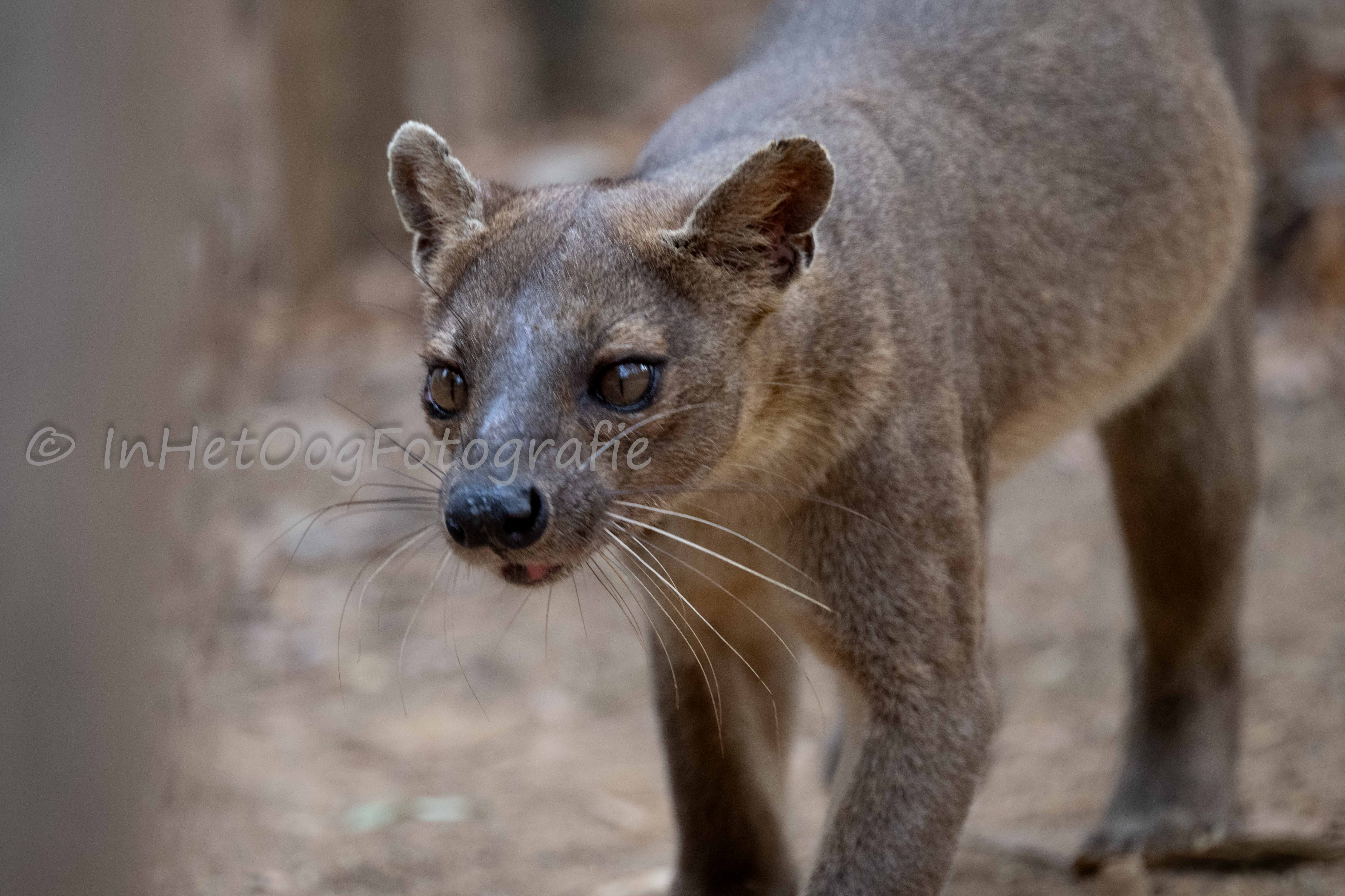 Fossa Kirindy