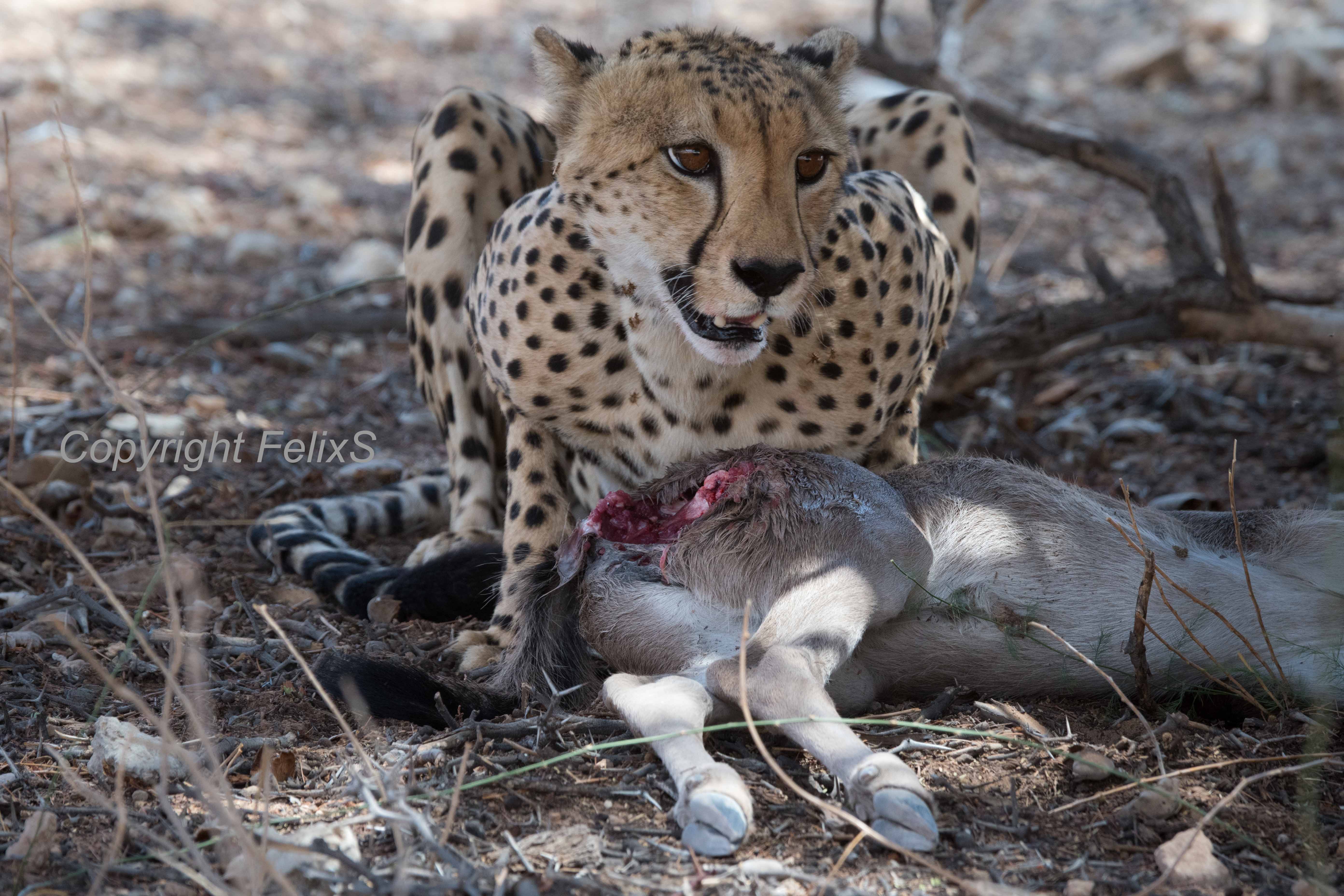 kgalagadi cheetah
