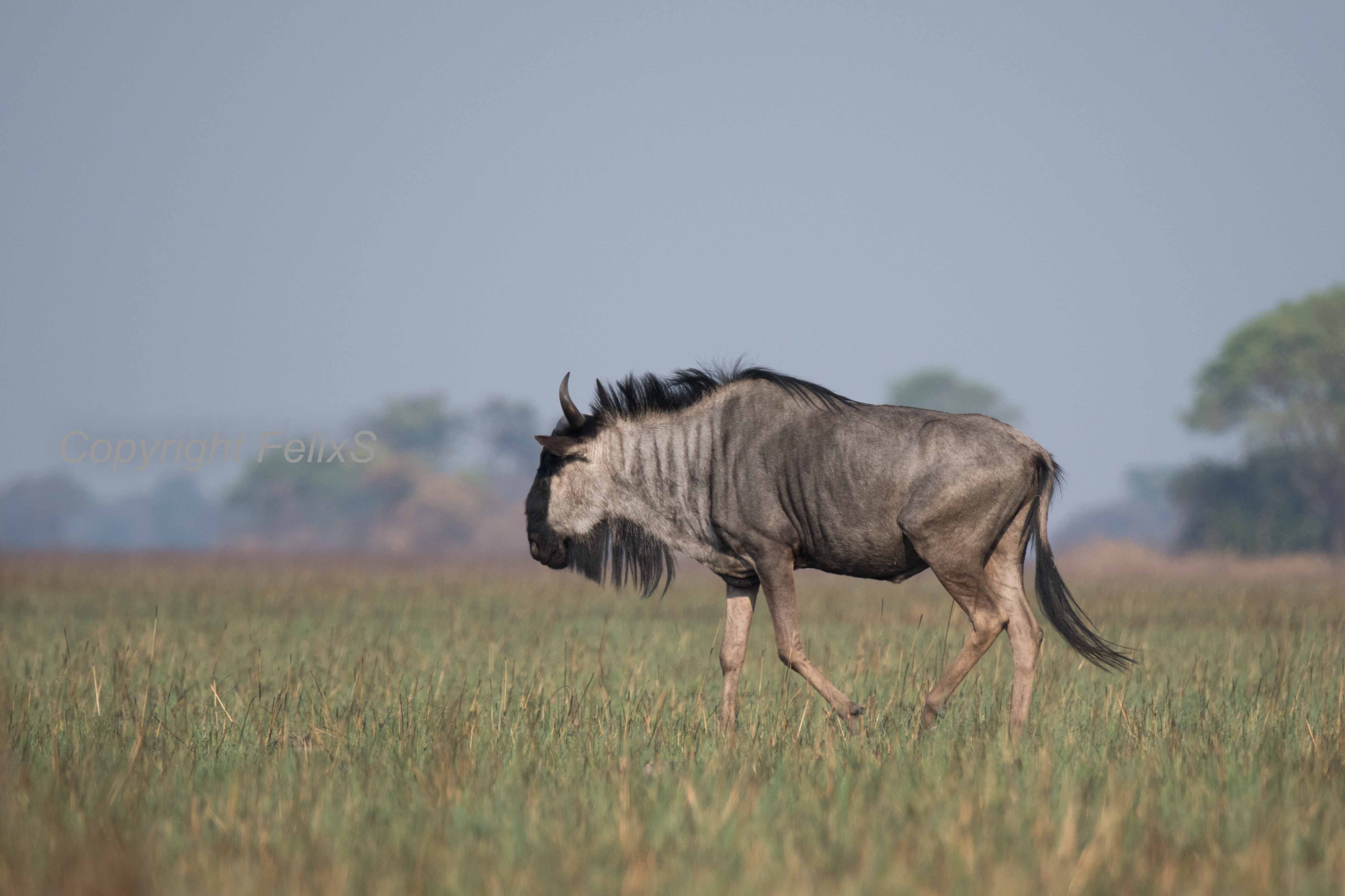 Busanga plains wildebeest